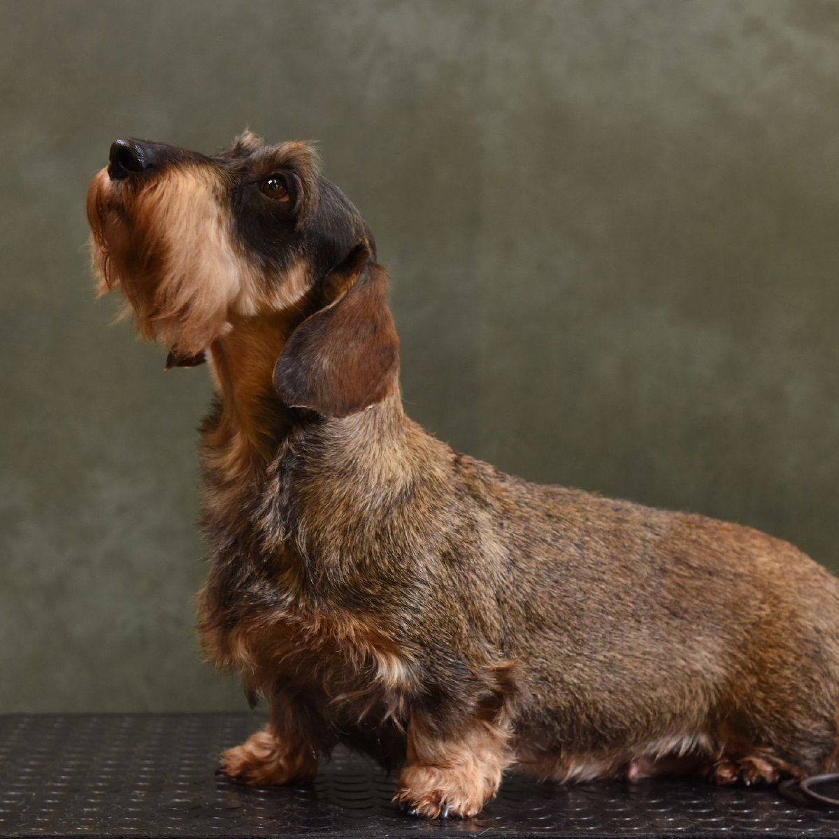 Wire haired dachsund breeders in Chesterfield and Derbyshire. Wire haired dachsund breeders in Chesterfield and Derbyshire.