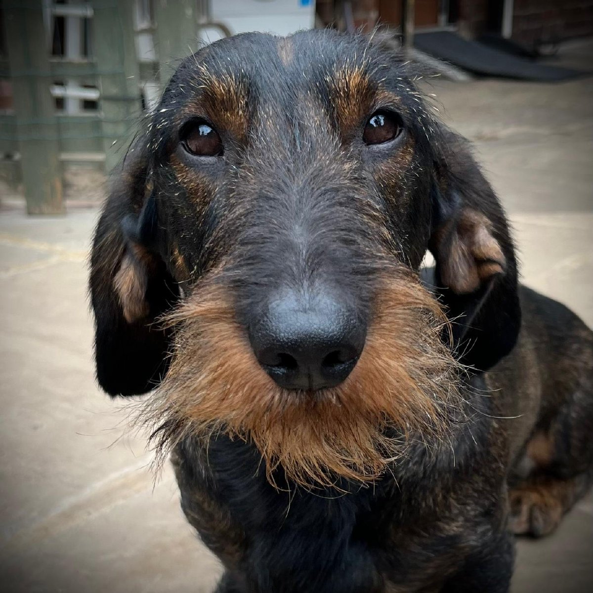 Wire haired dachsund breeders in Chesterfield and Derbyshire.