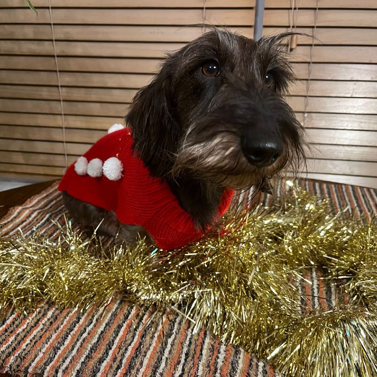 Wire haired dachsund breeders in Chesterfield and Derbyshire.