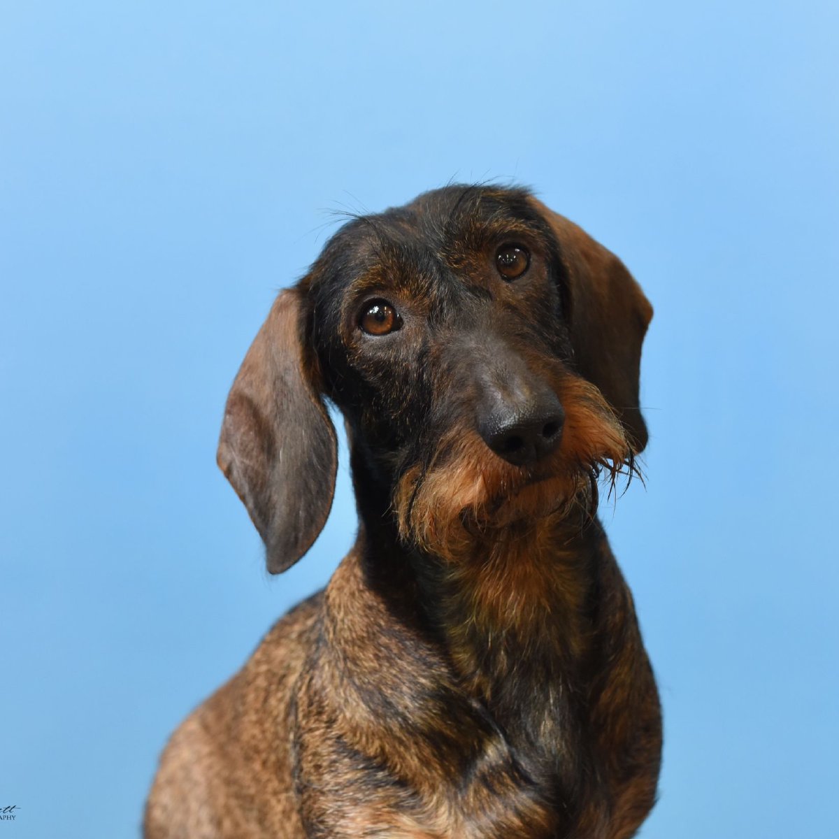 Wire haired dachsund breeders in Chesterfield and Derbyshire. Wire haired dachsund breeders in Chesterfield and Derbyshire.