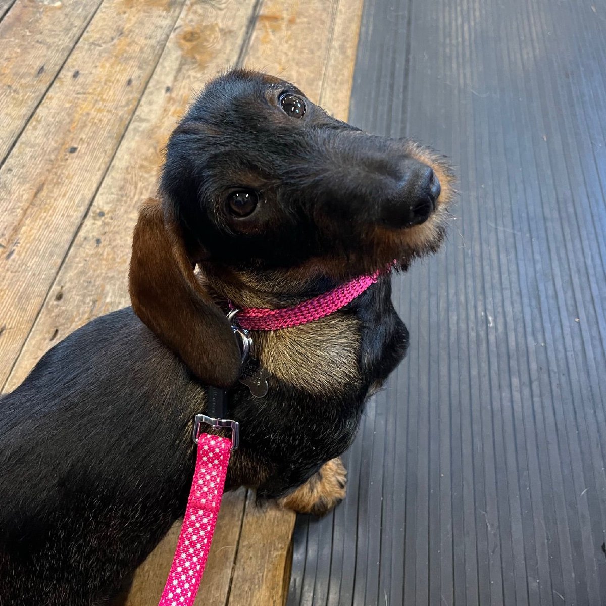 Wire haired dachsund breeders in Chesterfield and Derbyshire. Wire haired dachsund breeders in Chesterfield and Derbyshire.