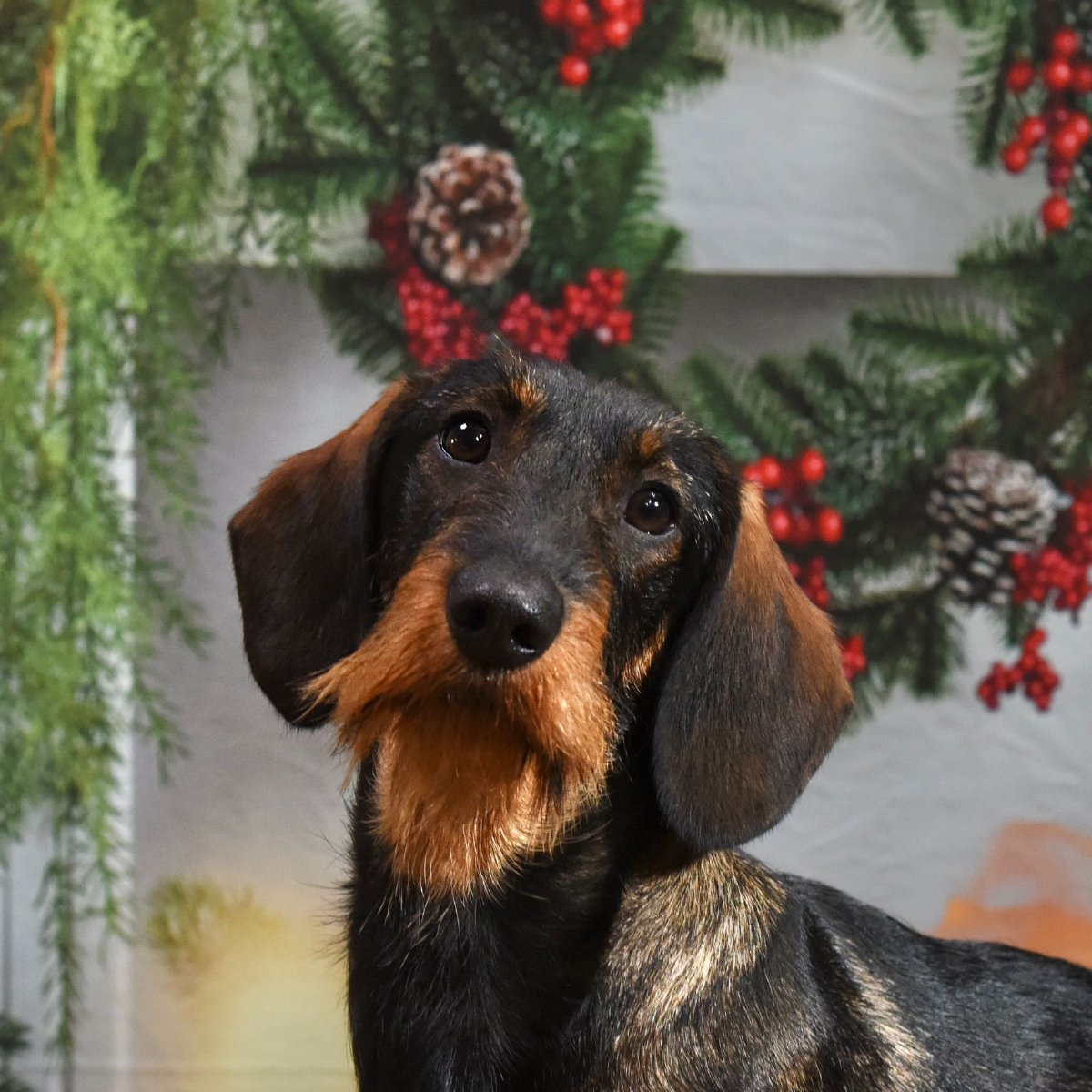 Wire haired dachsund breeders in Chesterfield and Derbyshire. Wire haired dachsund breeders in Chesterfield and Derbyshire.