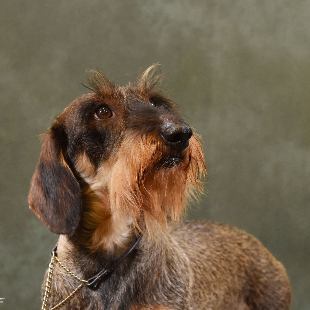 Wire haired dachsund breeders in Chesterfield and Derbyshire.